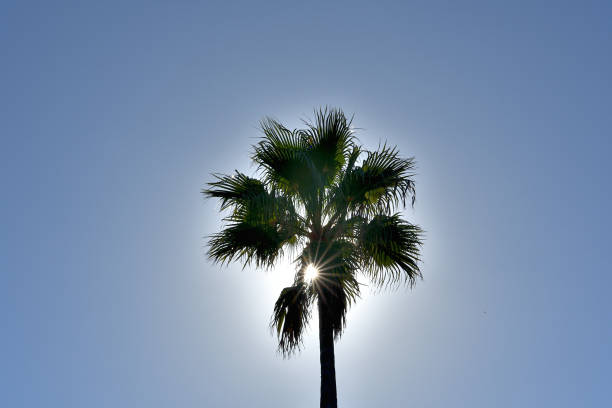 Palm trees stretching towards the blue sky.