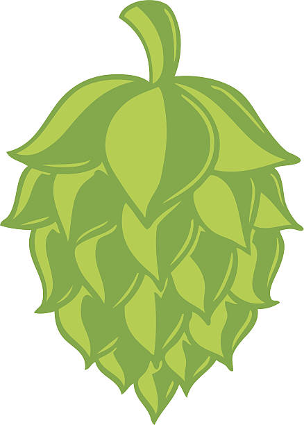 beer hop cartoon illustration of a beer hop hops crop illustrations stock illustrations