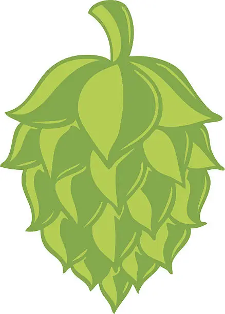 Vector illustration of beer hop