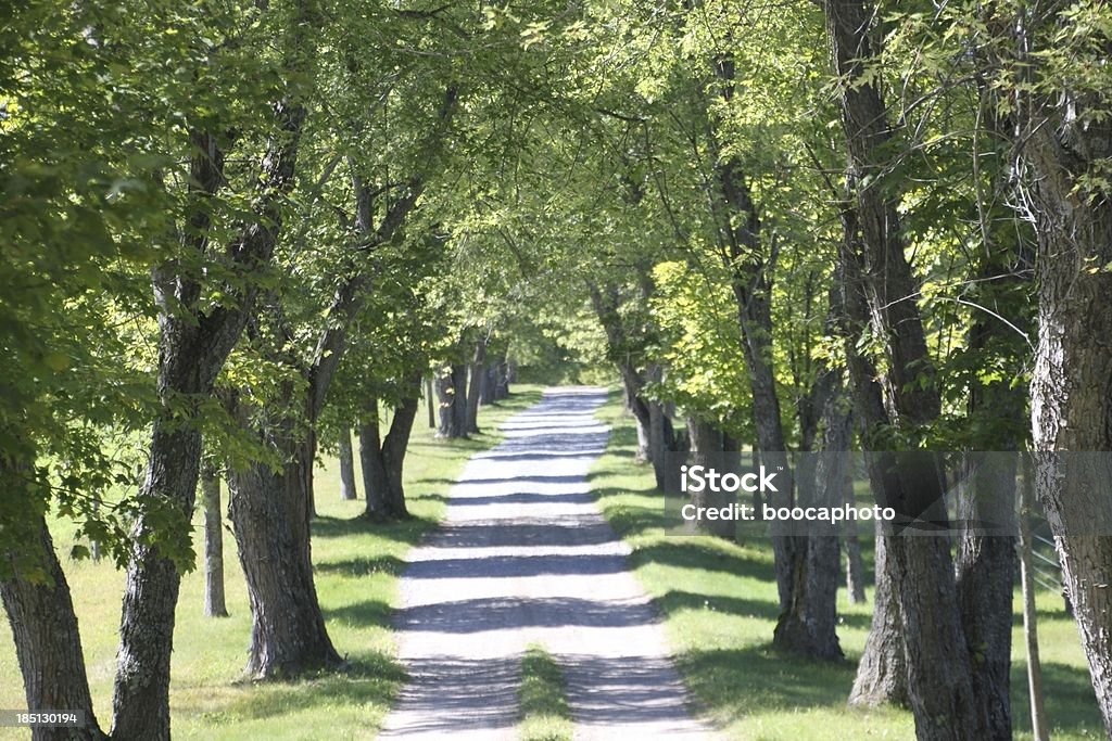 Farm Road - Foto stock royalty-free di Alberato