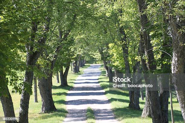 Farm Road - Fotografie stock e altre immagini di Alberato - Alberato, Albero, Ambientazione esterna