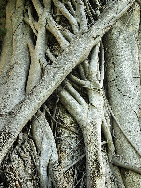 Closeup of banyan tree trunk roots with carvings