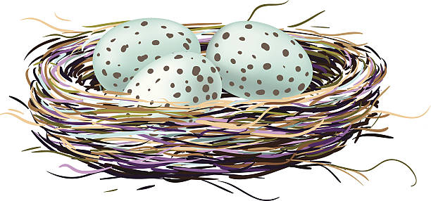 Nido de ave con robin huevos - ilustración de arte vectorial
