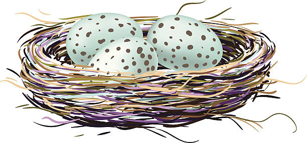 illustrations, cliparts, dessins animés et icônes de nid d'oiseau et robin œufs - birds nest animal nest animal egg blue