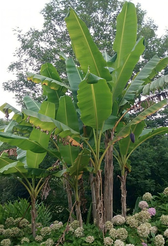 A majestic banana tree, flourishing in all its beauty and vitality, showcasing its grandeur as a testament to nature's abundance and the splendor of tropical landscapes.