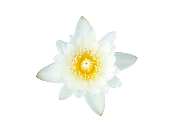 istock White lotus, isolated, clipping path included 185132288