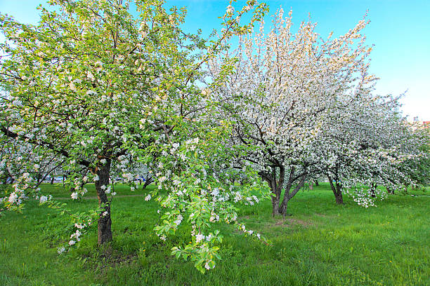 florecer apple trees over brillante cielo azul en spring park - lea fotografías e imágenes de stock