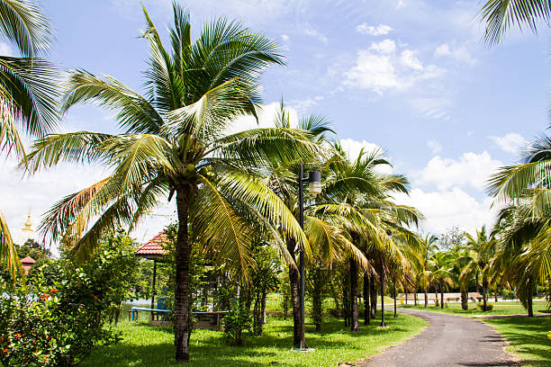 istock Walk path in Coconut garden at becket, Thailand 185132918