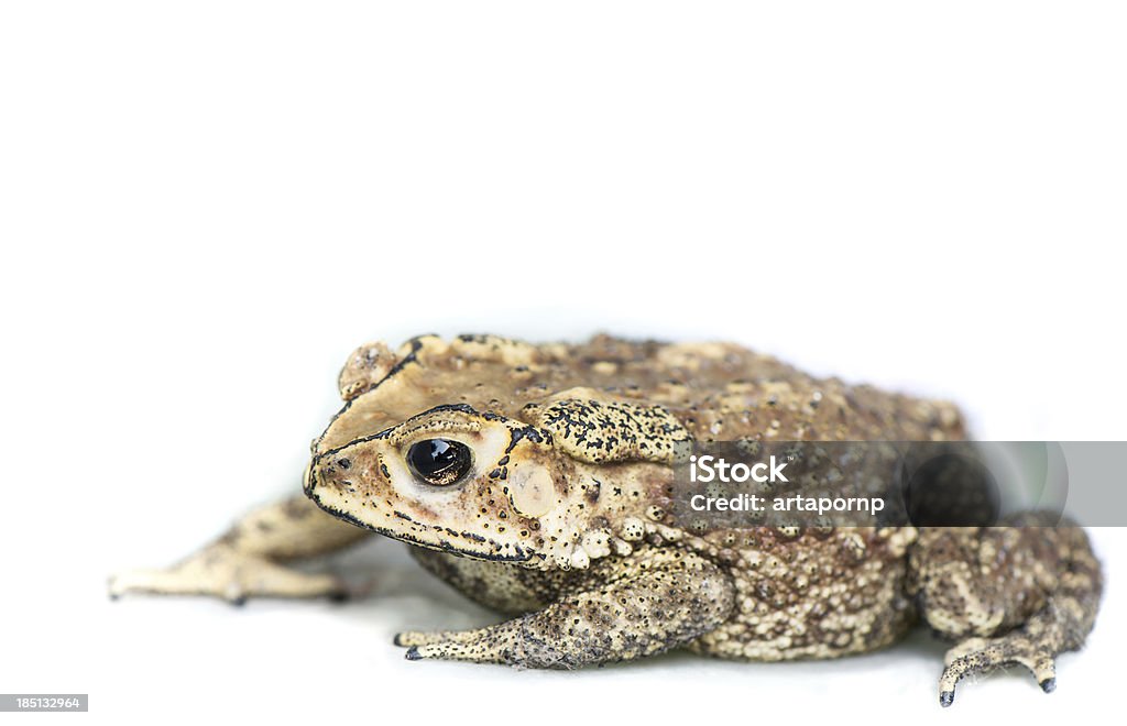 Sapo sobre fondo blanco - Foto de stock de Animal libre de derechos