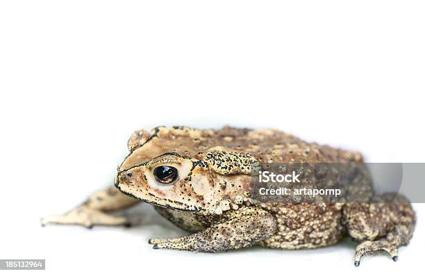 Sapo Sobre Fondo Blanco Foto de stock y más banco de imágenes de Animal - Animal, Blanco - Color, Característica general de animal