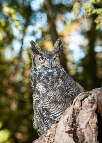 Great Horned Owl, Bubo virginianus, is a large owl native to the Americas. It is an adaptable bird with a vast range and is the most widely distributed true owl in the Americas.  Kalispell, Montana.