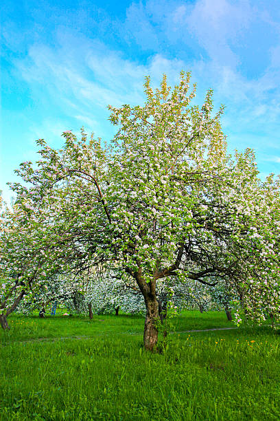 istock Blooming apple trees over shiny blue sky in spring park 185133094