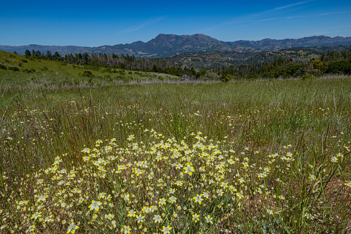 Mount Saint Helena is a peak in the Mayacamas Mountains with flanks in Napa, Sonoma, and Lake counties of California. Pepperwood Nature Preserve; Santa Rosa;  Sonoma County, California. Platystemon californicus, which is known by the common name creamcups.  \tPapaveraceae