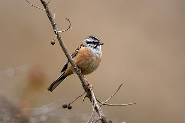 istock Rock bunting, Emberiza cia 185133247