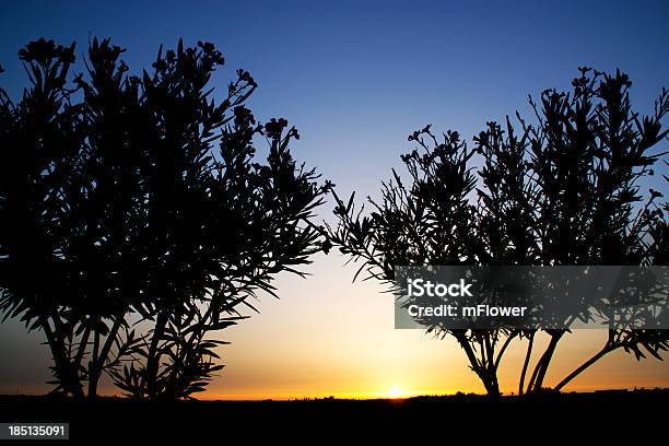 Silhueta De Uma Árvore Ao Pôr Do Sol - Fotografias de stock e mais imagens de Amarelo - Amarelo, Anoitecer, Ao Ar Livre