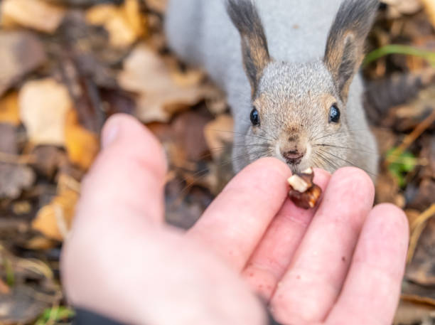 istock A squirrel in the autumn eats nuts from a human hand. Eurasian red squirrel, Sciurus vulgaris 1851354323