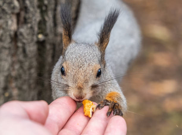 istock A squirrel in the autumn eats nuts from a human hand. Eurasian red squirrel, Sciurus vulgaris 1851354328