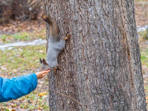 istock The boy feeds a squirrel with nuts from a hand in the wood 1851354333
