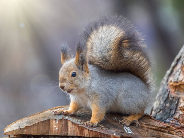 istock A squirrel sits on a stump and eats nuts in autumn. 1851354345