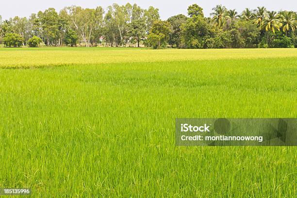 Foto de Paddy Campos Verdes e mais fotos de stock de Agricultura - Agricultura, Ajardinado, Amarelo