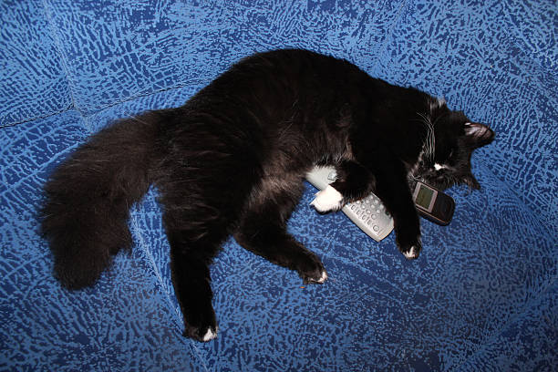 istock black cat plays with remote control and phone tube 185136001