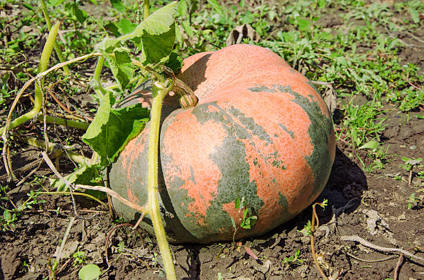 dynia - planting growth plant gourd zdjęcia i obrazy z banku zdjęć