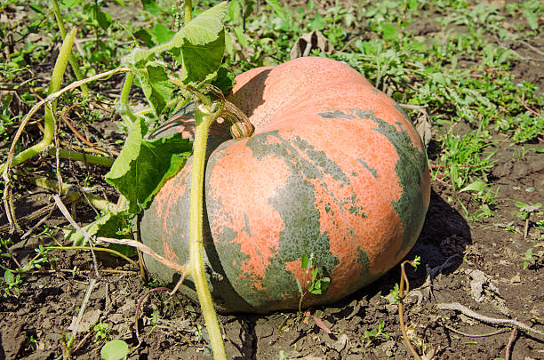 abóbora-menina - planting growth plant gourd imagens e fotografias de stock