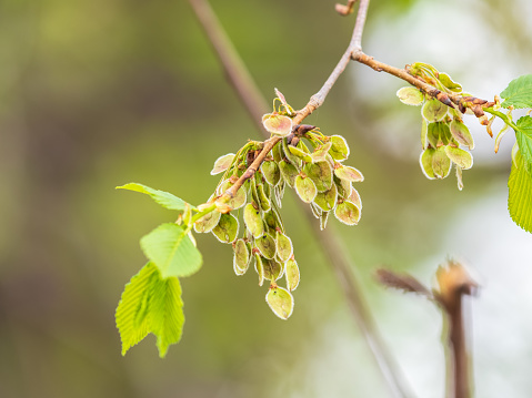 Ulmus minor or Elm tree in the suny day in spring. Elm is a deciduous and semi-deciduous tree comprising the flowering plant. A branch of the fruits of Elm Tree, Ulmus procera