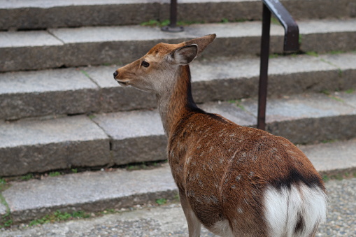 Deer, Nara, Japan