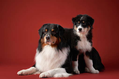 Two dogs together. Puppy and adult pet. Australian Shepherds, Aussies in the studio on a red background