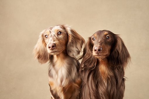 portrait of sweet two dogs on a beige background. beautiful marbled longhaired dachshunds