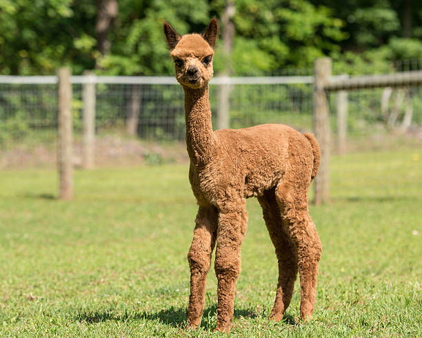 istock Alpaca baby standing in the pasture 185138191
