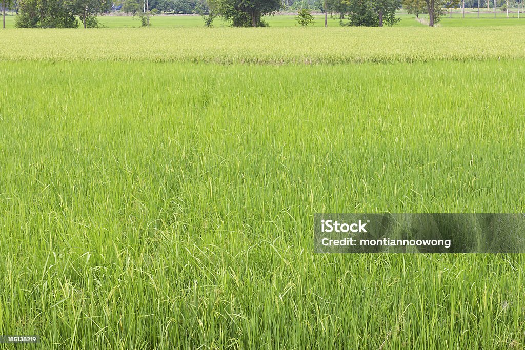 Verde arrozais - Royalty-free Agricultura Foto de stock