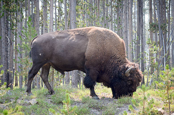 big bison dans le parc national de yellowstone - melden photos et images de collection