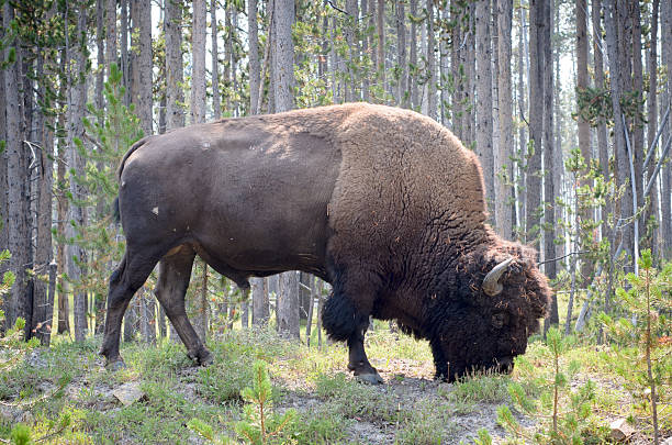 big bison no parque nacional de yellowstone - melden - fotografias e filmes do acervo