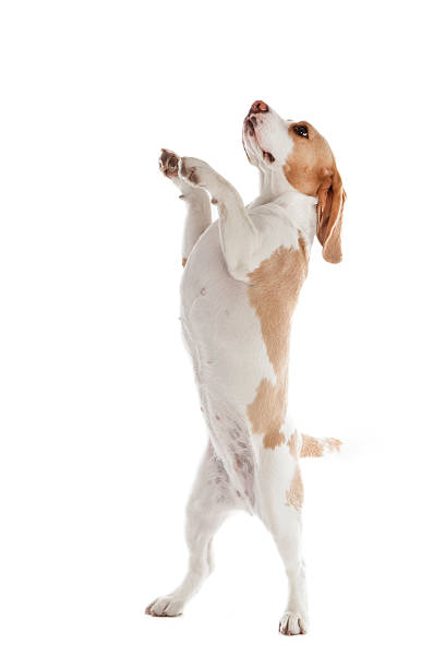 dança cachorro beagle - suplica - fotografias e filmes do acervo