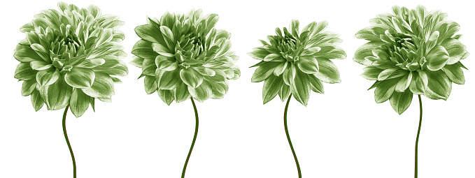 Set  green  dahlias. Flowers on black isolated background with clipping path.  For design.  Closeup.  Nature.