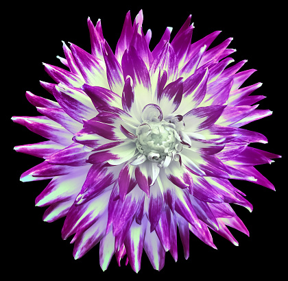 Purple  dahlia. Flower on black  isolated background with clipping path.  For design.  Closeup.