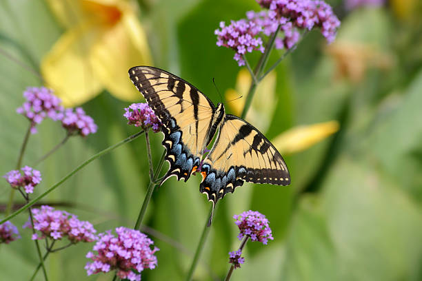 Eastern Tiger Swallowtail – zdjęcie