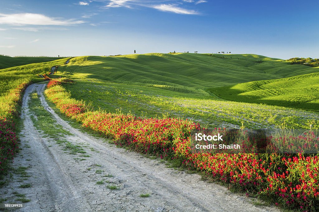 Splendida vista di campi e prati al tramonto - Foto stock royalty-free di Agricoltura