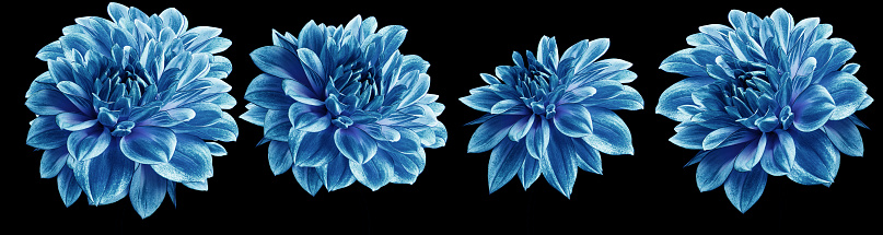 Set blue  dahlias. Flowers on black isolated background with clipping path.  For design.  Closeup.  Nature.