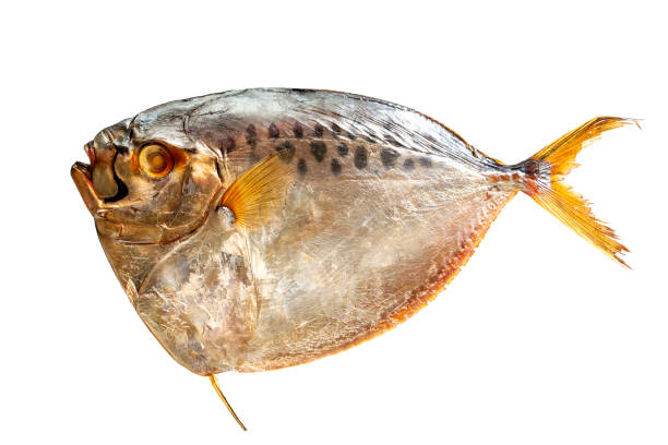 istock Selene salt water smoked fish on a white background 1851404136