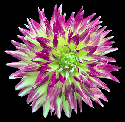 Dahlia. Flower on black  isolated background with clipping path.  For design.  Closeup.  Nature.