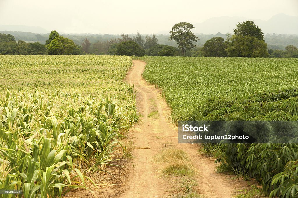Trilha no campo. - Foto de stock de Agricultura royalty-free