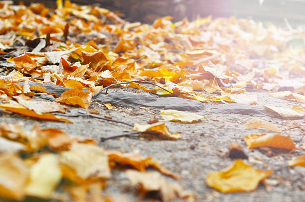 秋の落ち葉に接地 - forest sunbeam tree light ストックフォトと画像