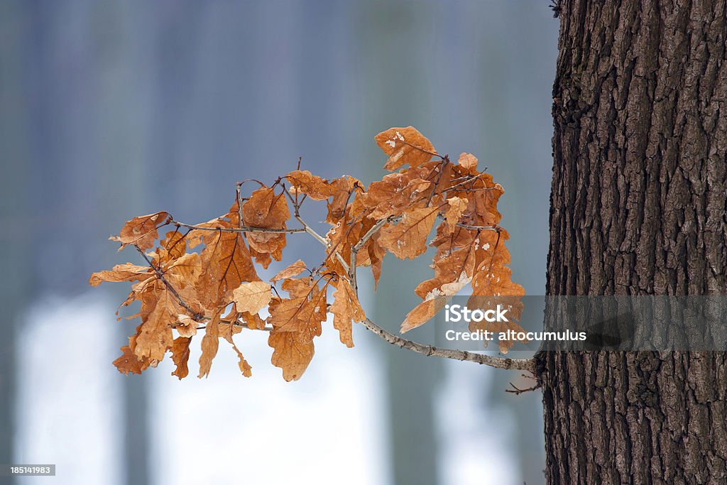 winter oak withered oak branch in winter Cold Temperature Stock Photo