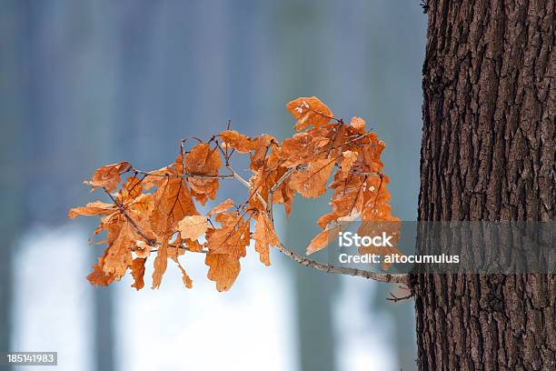 Winter Oak Stock Photo - Download Image Now - Cold Temperature, Cool Attitude, Deciduous Tree