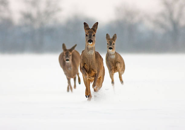 Three roe does running in snow towards cemra Three roe deer (capreolus capreolus) does running forward in high snow. roe deer frost stock pictures, royalty-free photos & images