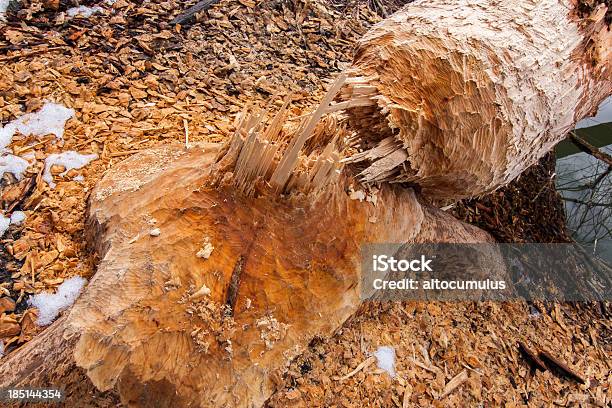 Beaver Putzen Stockfoto und mehr Bilder von Baum - Baum, Baumrinde, Beißen