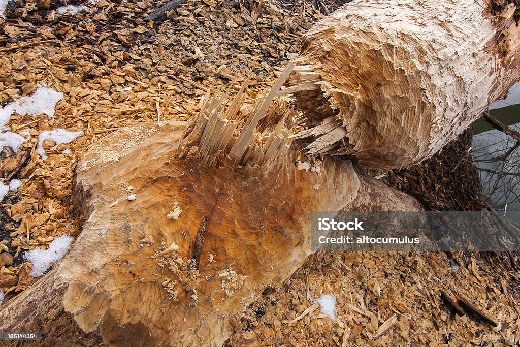 Castoro denti - Foto stock royalty-free di Albero